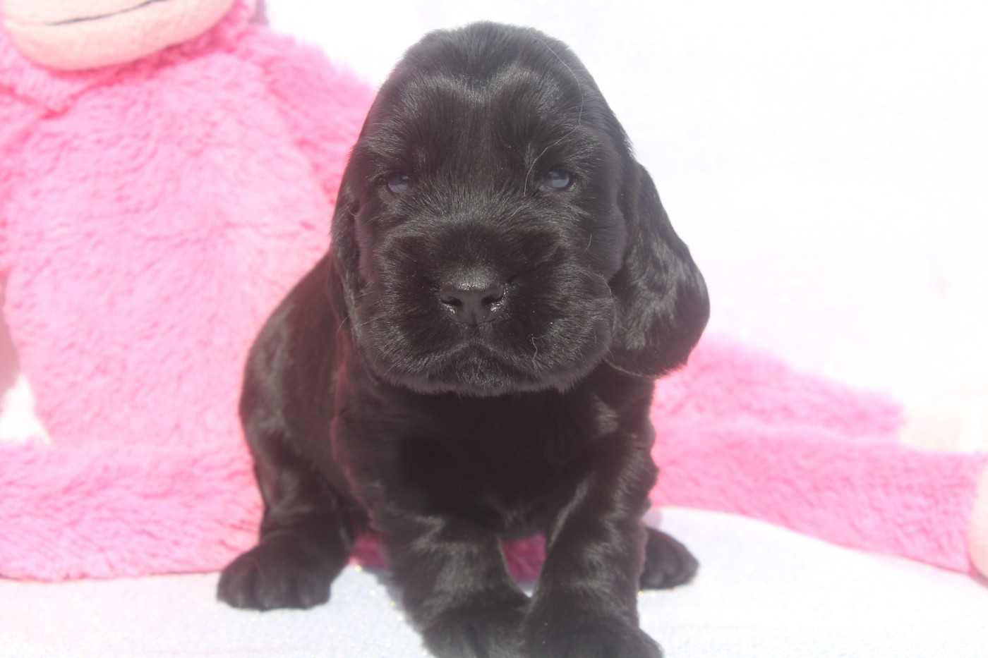of caniland's dream - Chiots disponibles - Cocker Spaniel Anglais