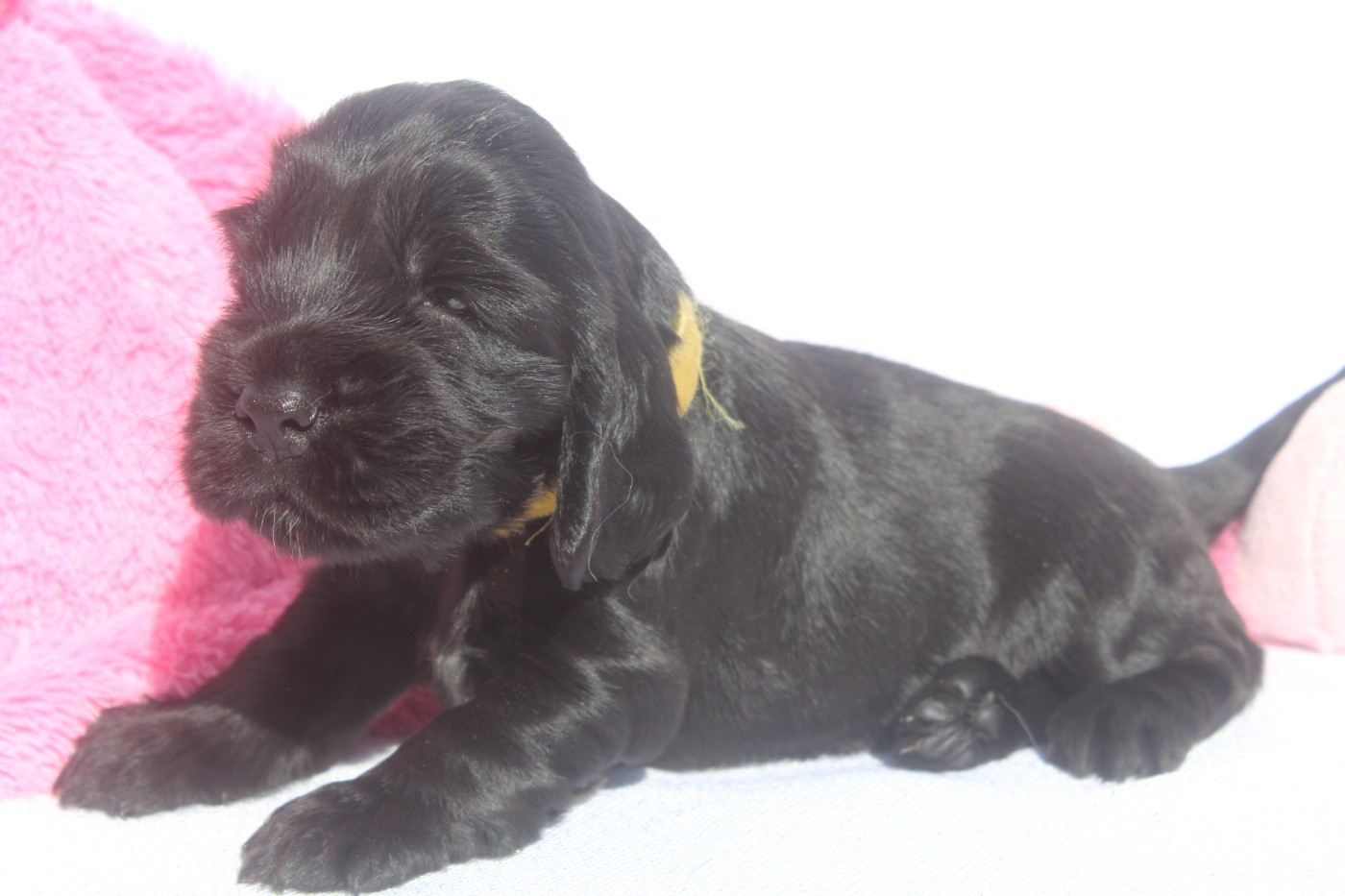 of caniland's dream - Chiots disponibles - Cocker Spaniel Anglais