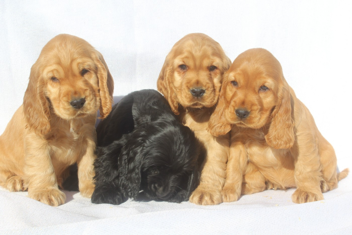 of caniland's dream - Cocker Spaniel Anglais - Portée née le 01/01/2026