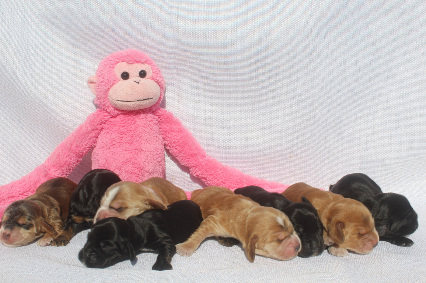 Chiot Cocker Spaniel Anglais of caniland's dream