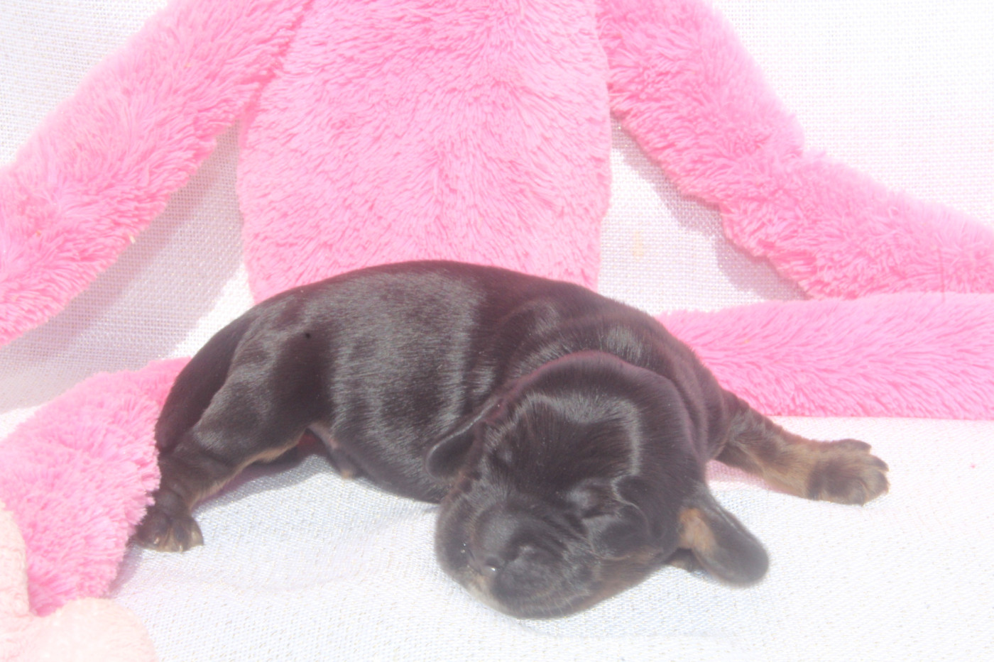 of caniland's dream - Chiots disponibles - Cocker Spaniel Anglais