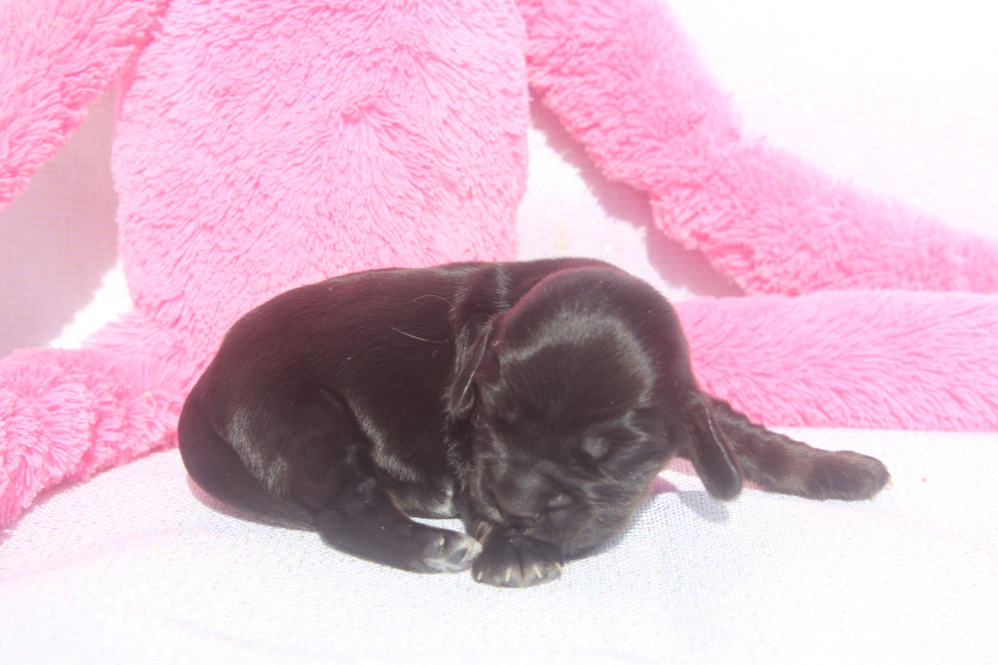 of caniland's dream - Chiots disponibles - Cocker Spaniel Anglais