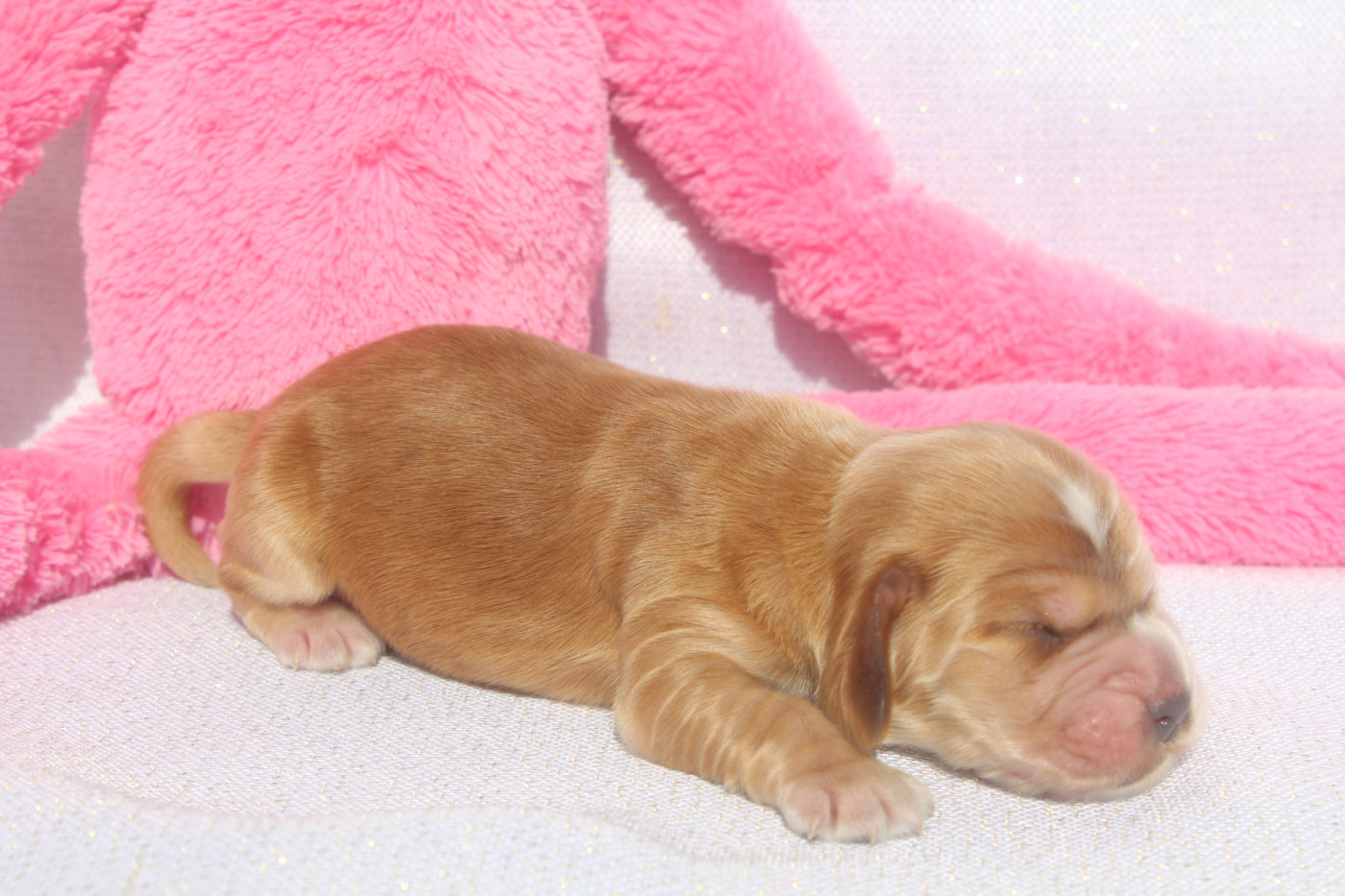 of caniland's dream - Chiots disponibles - Cocker Spaniel Anglais