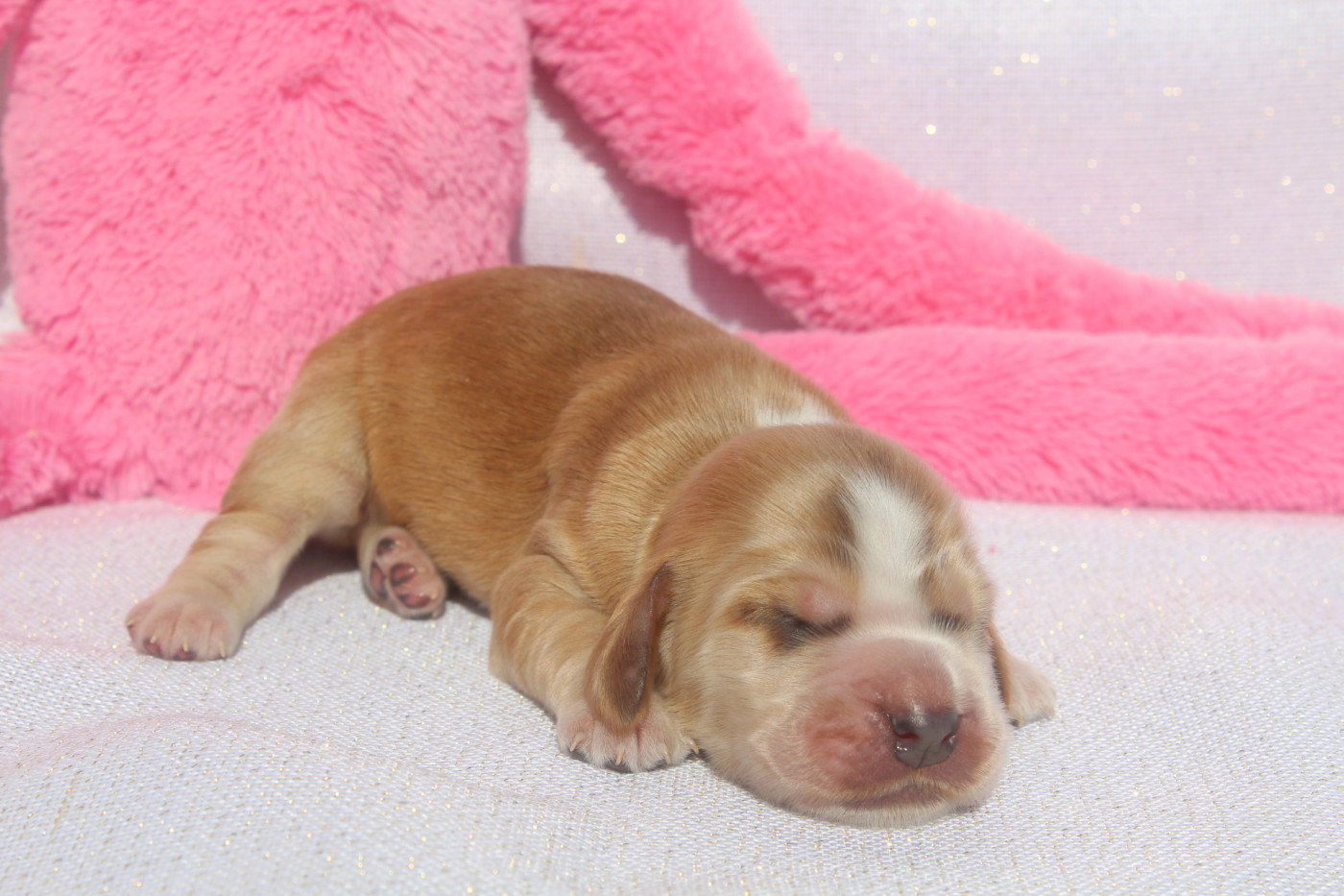 of caniland's dream - Chiots disponibles - Cocker Spaniel Anglais