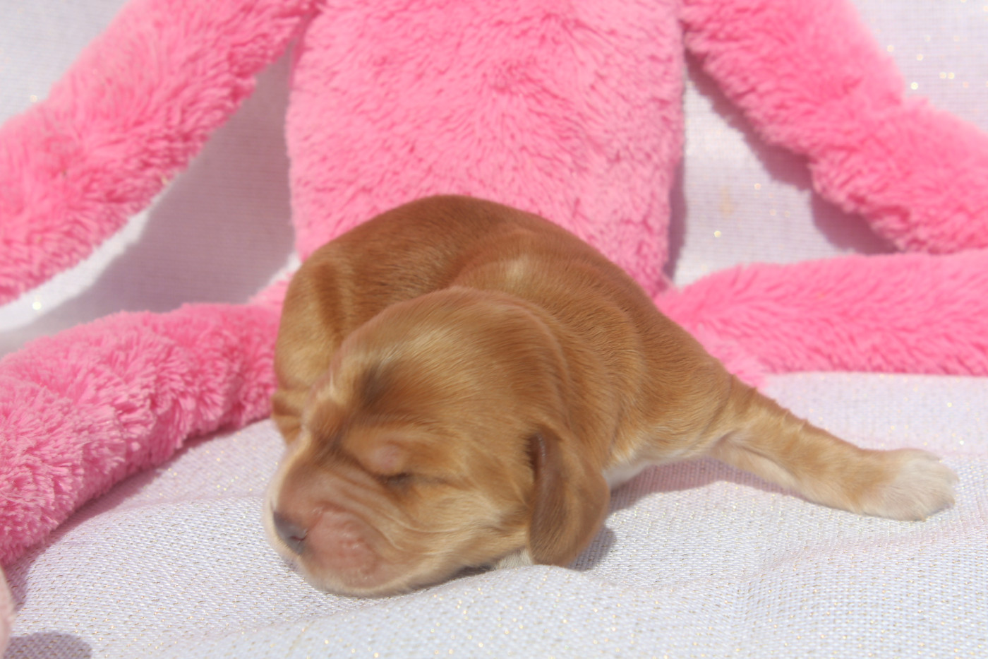 of caniland's dream - Chiots disponibles - Cocker Spaniel Anglais