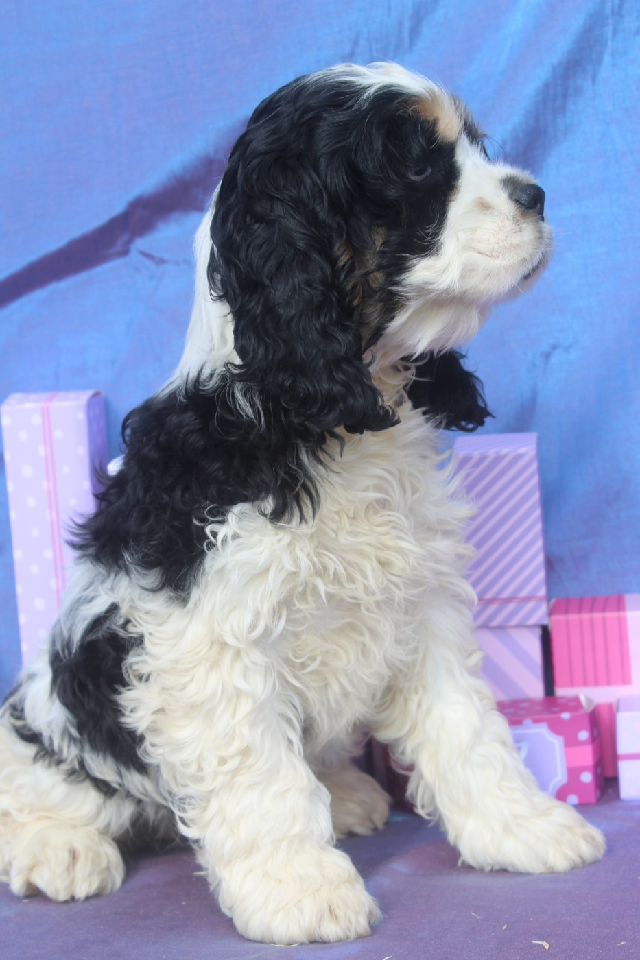 of caniland's dream - Chiots disponibles - American Cocker Spaniel