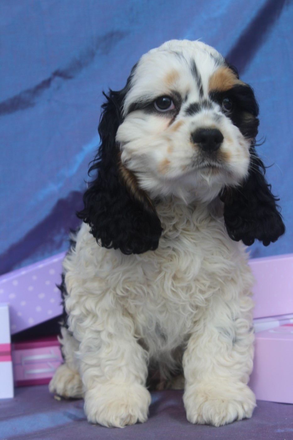 of caniland's dream - Chiots disponibles - American Cocker Spaniel