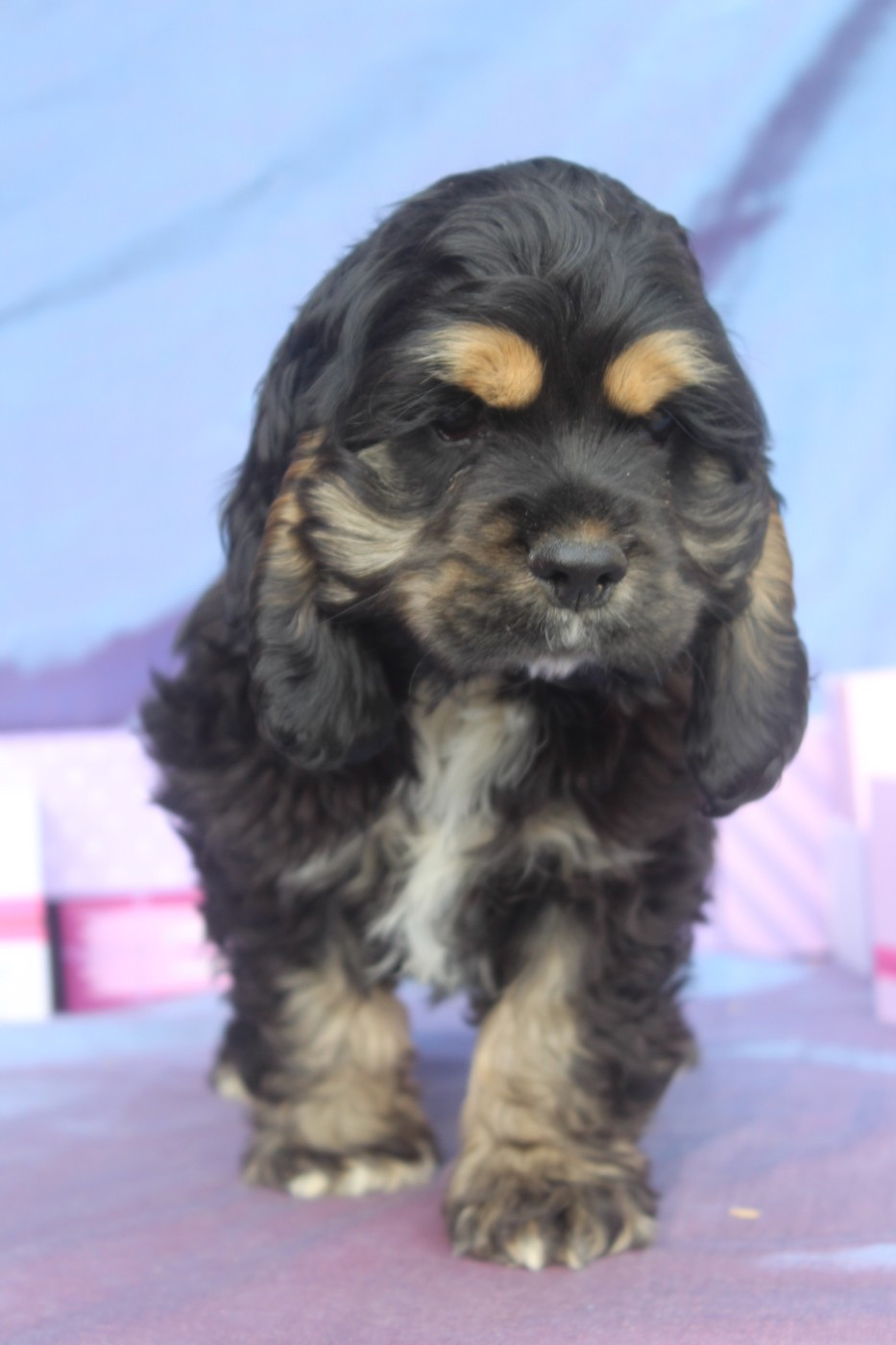 of caniland's dream - Chiots disponibles - American Cocker Spaniel