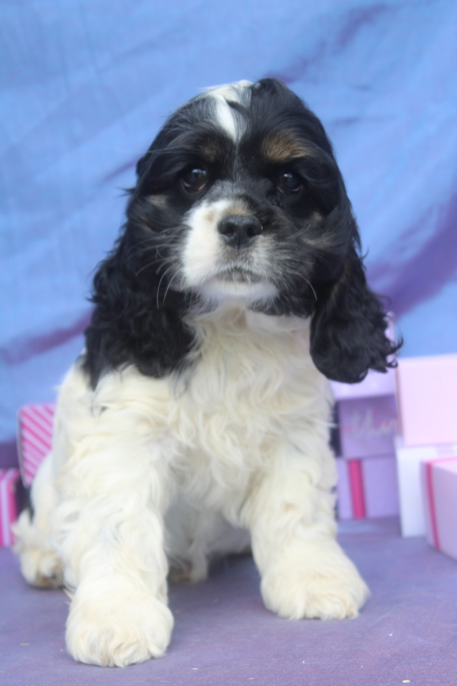 of caniland's dream - Chiots disponibles - American Cocker Spaniel