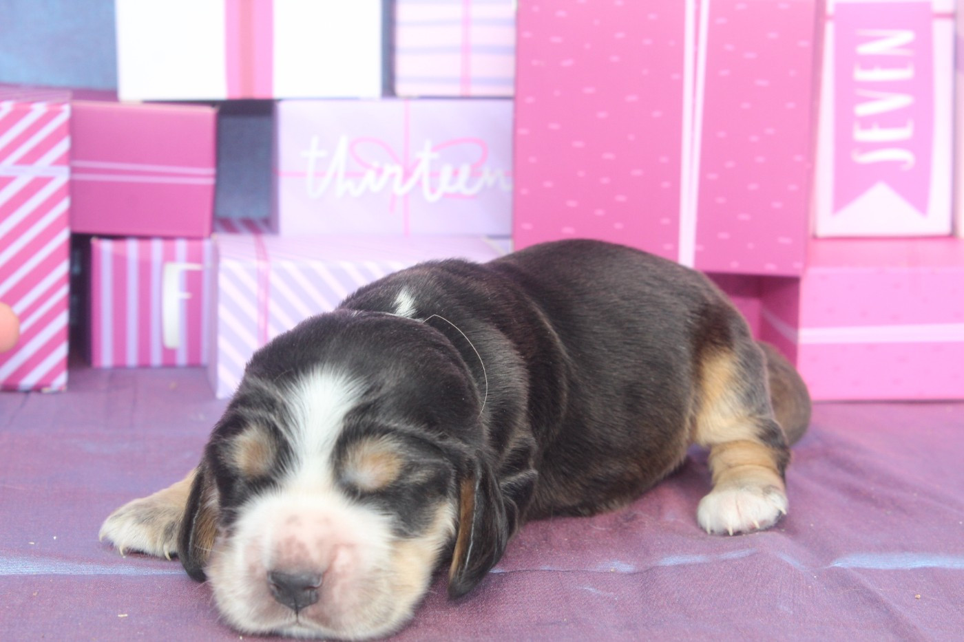 of caniland's dream - Chiots disponibles - Cocker Spaniel Anglais