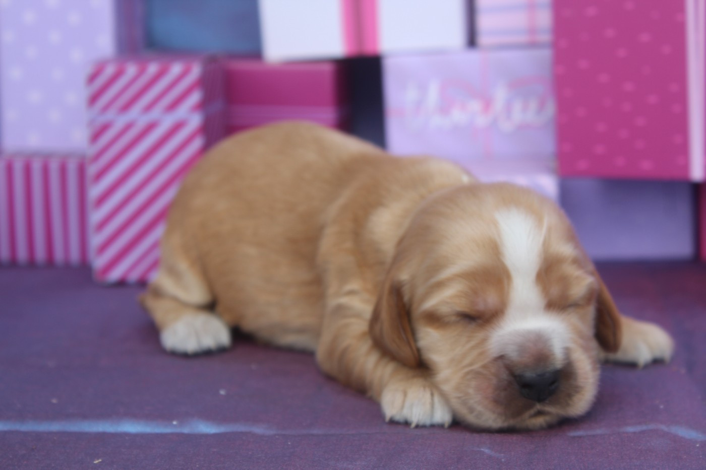 of caniland's dream - Chiots disponibles - Cocker Spaniel Anglais