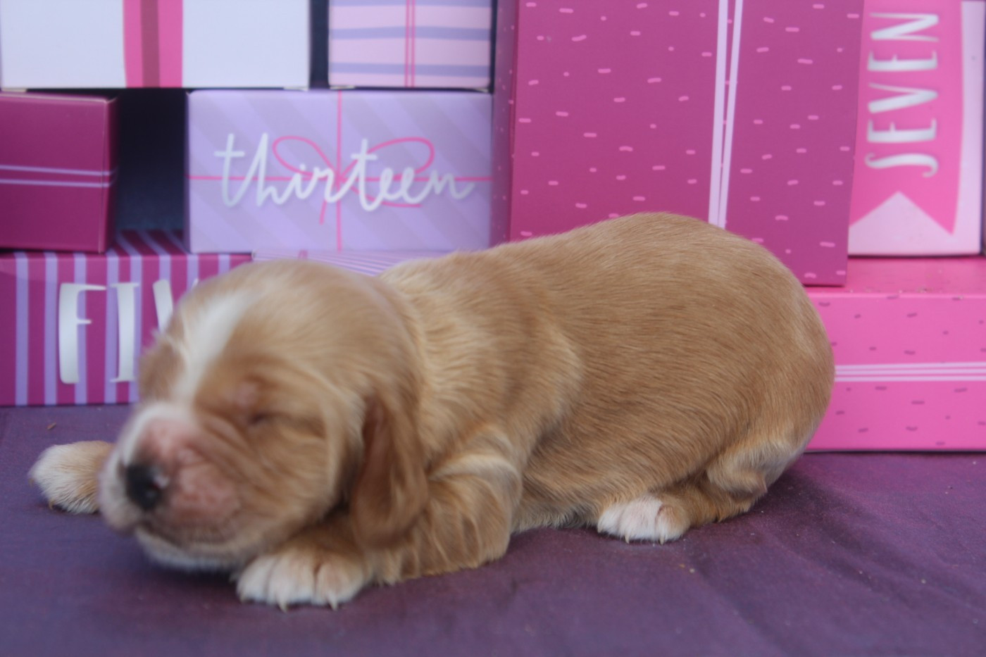 of caniland's dream - Chiots disponibles - Cocker Spaniel Anglais