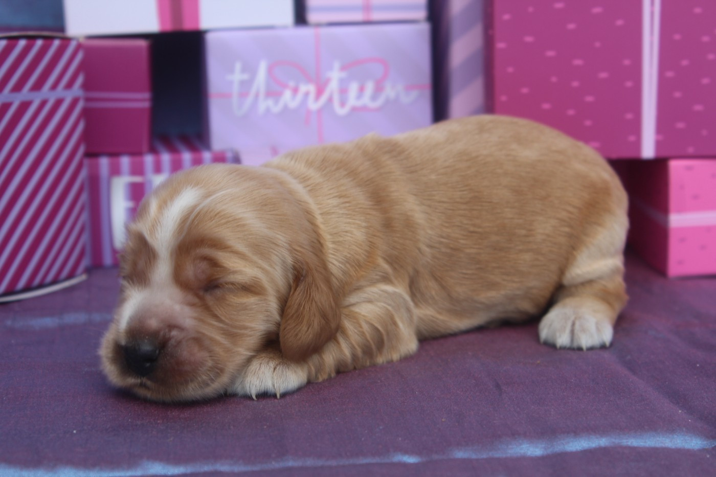of caniland's dream - Chiots disponibles - Cocker Spaniel Anglais