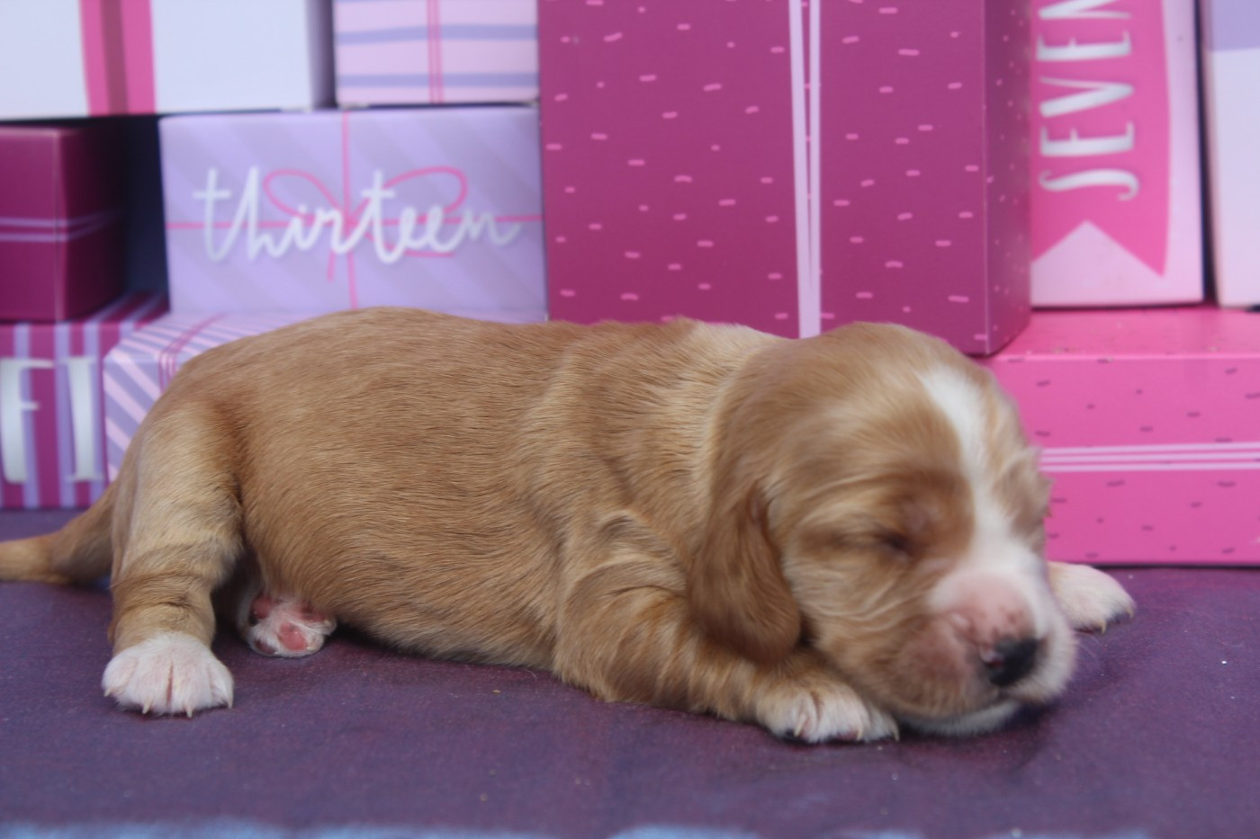 of caniland's dream - Chiots disponibles - Cocker Spaniel Anglais
