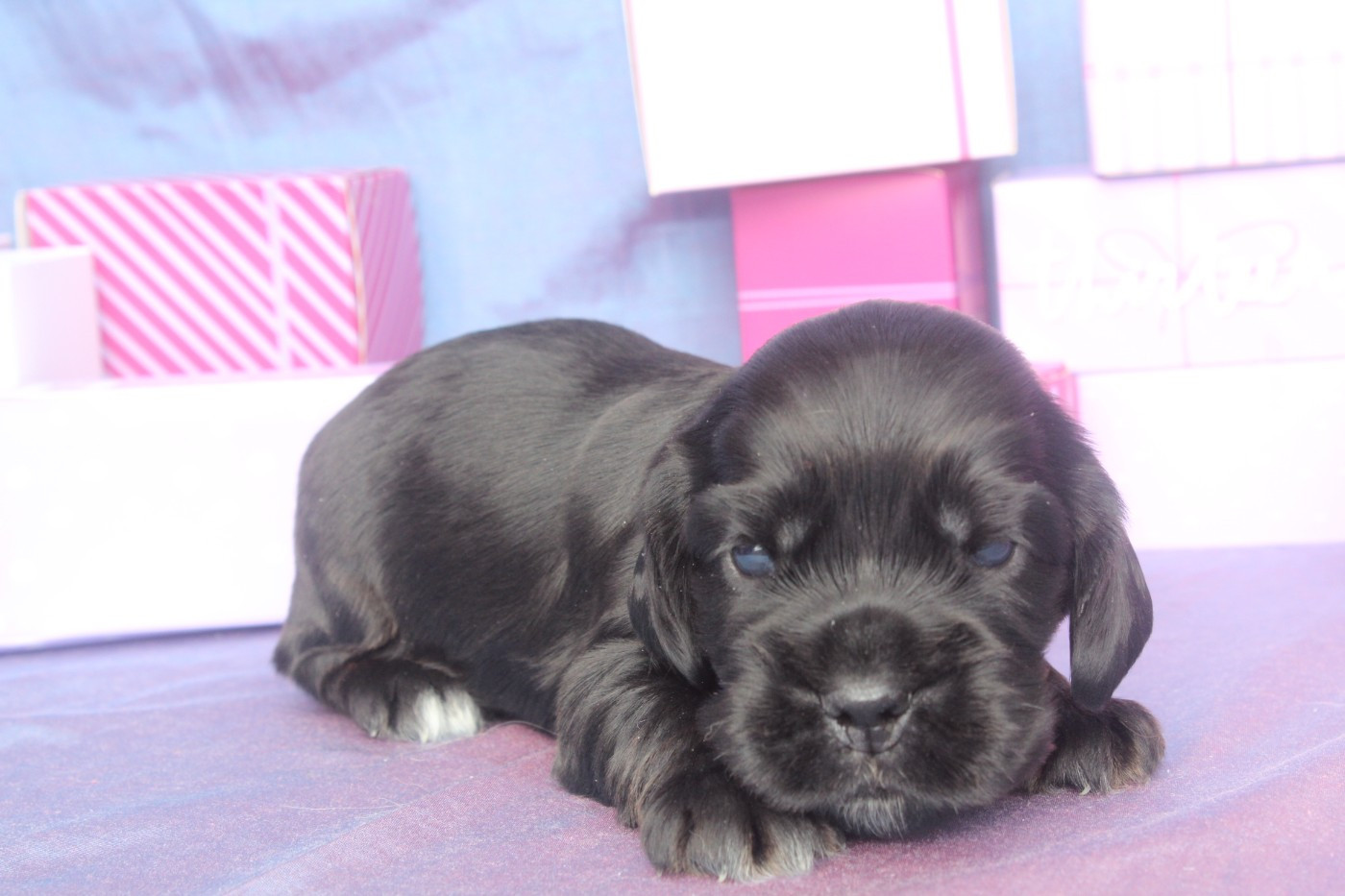 of caniland's dream - Chiots disponibles - Cocker Spaniel Anglais