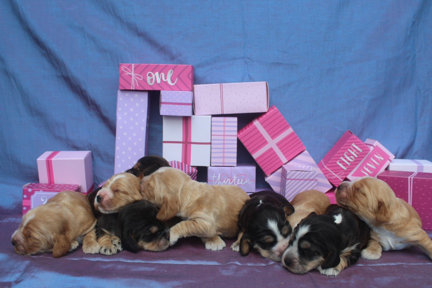 Chiot Cocker Spaniel Anglais of caniland's dream