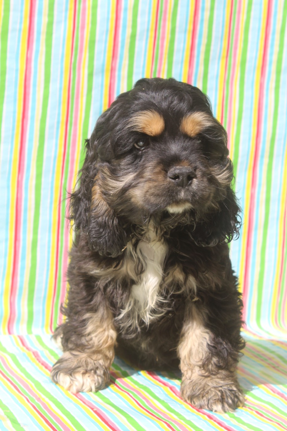 of caniland's dream - Chiots disponibles - American Cocker Spaniel