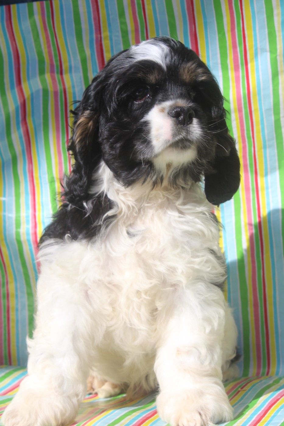 of caniland's dream - Chiots disponibles - American Cocker Spaniel