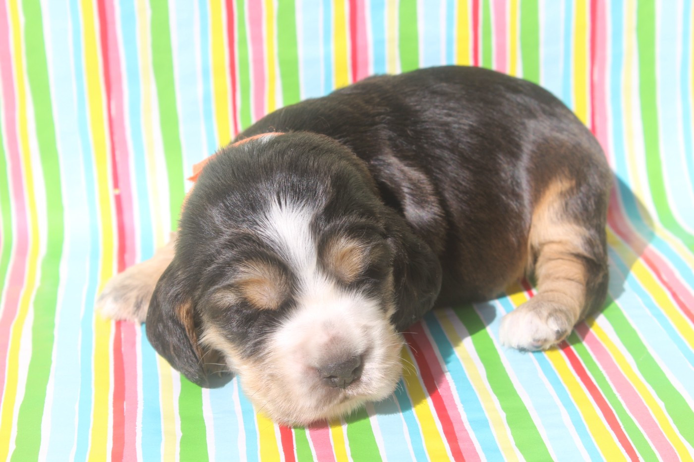 of caniland's dream - Chiots disponibles - Cocker Spaniel Anglais