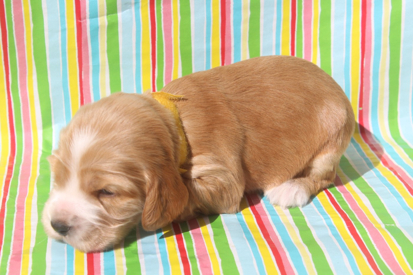 of caniland's dream - Chiots disponibles - Cocker Spaniel Anglais