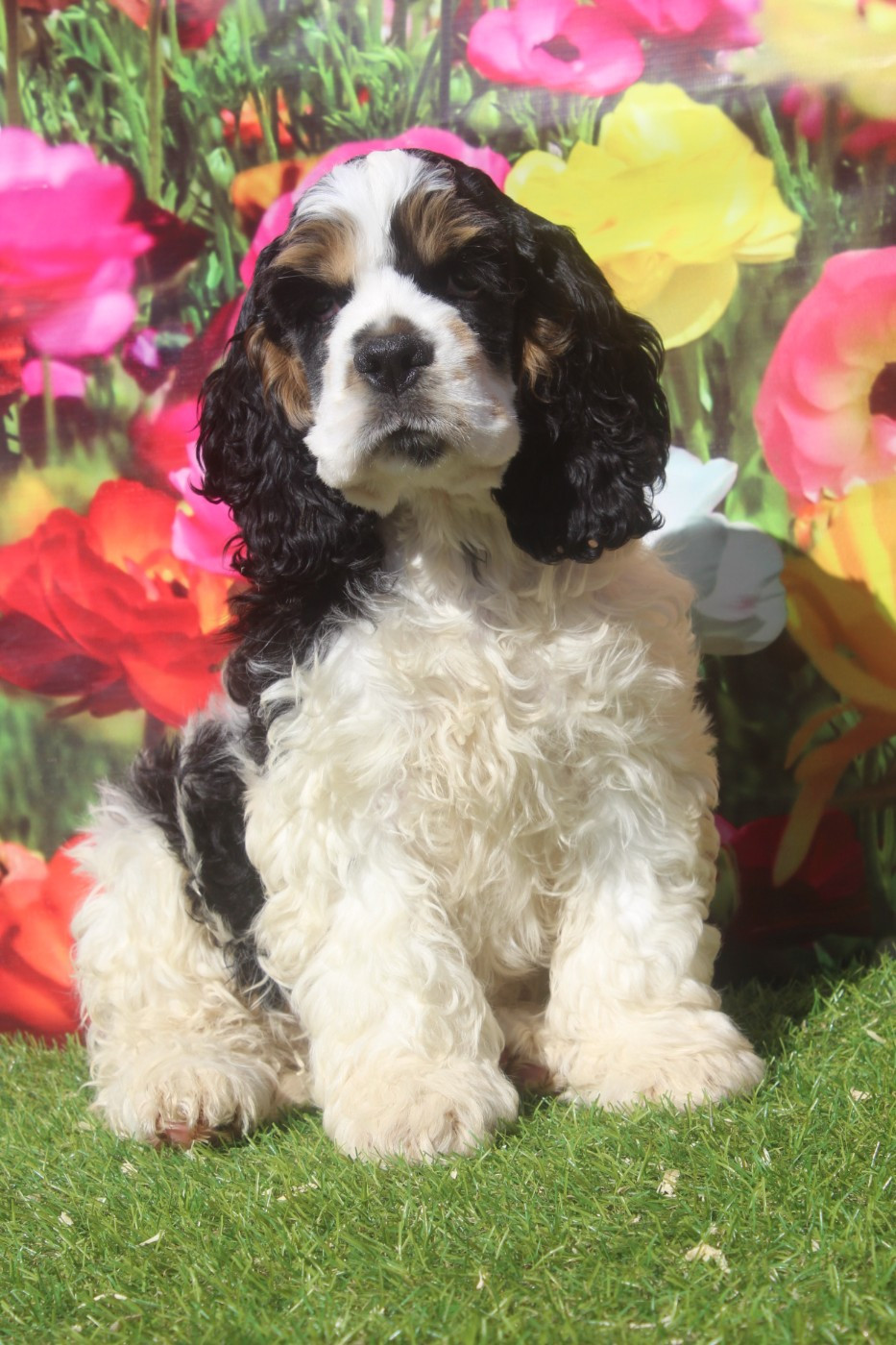 of caniland's dream - Chiots disponibles - American Cocker Spaniel