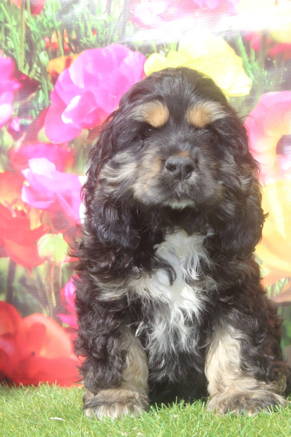 of caniland's dream - Chiots disponibles - American Cocker Spaniel