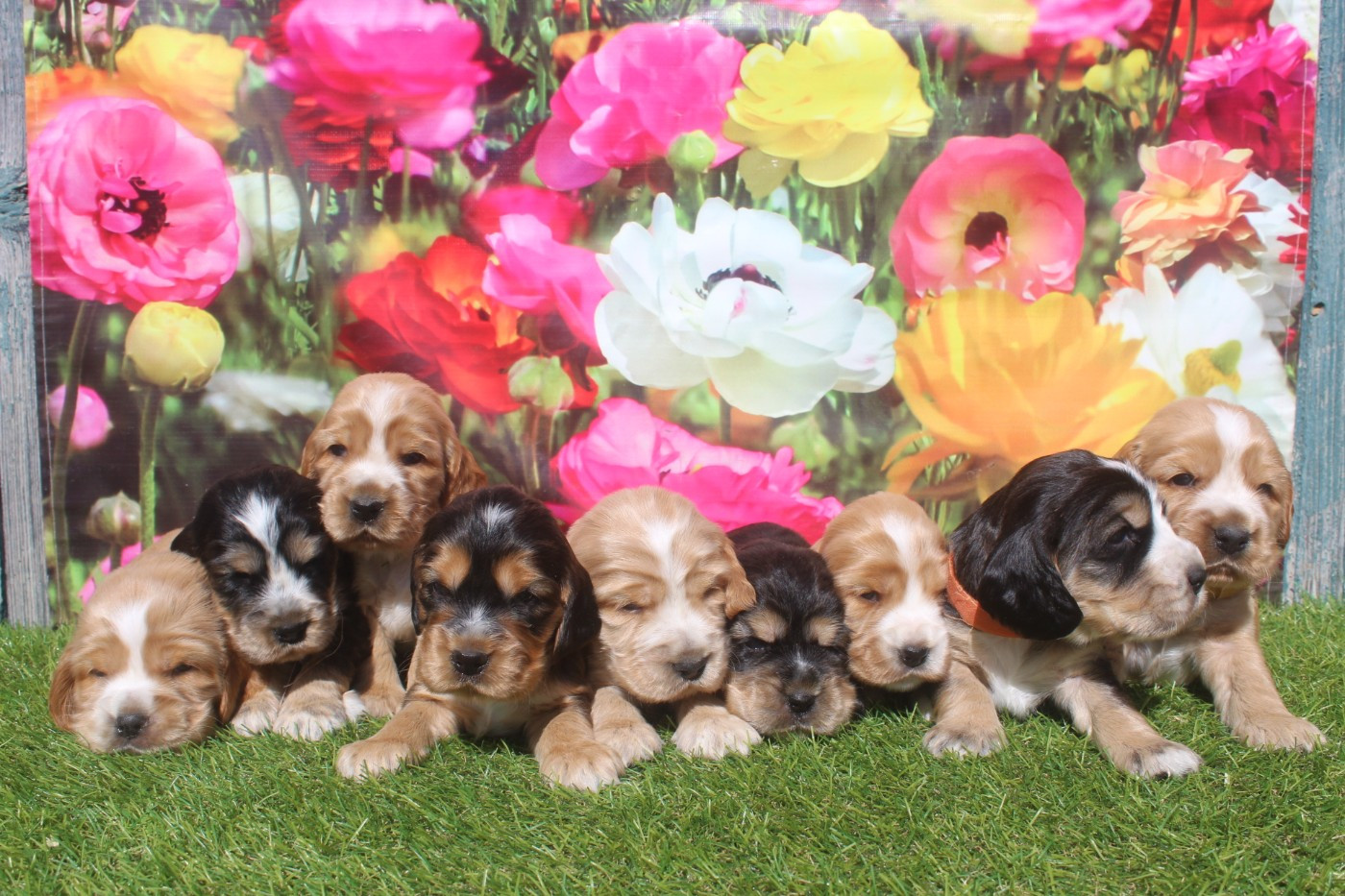 of caniland's dream - Cocker Spaniel Anglais - Portée née le 26/02/2026