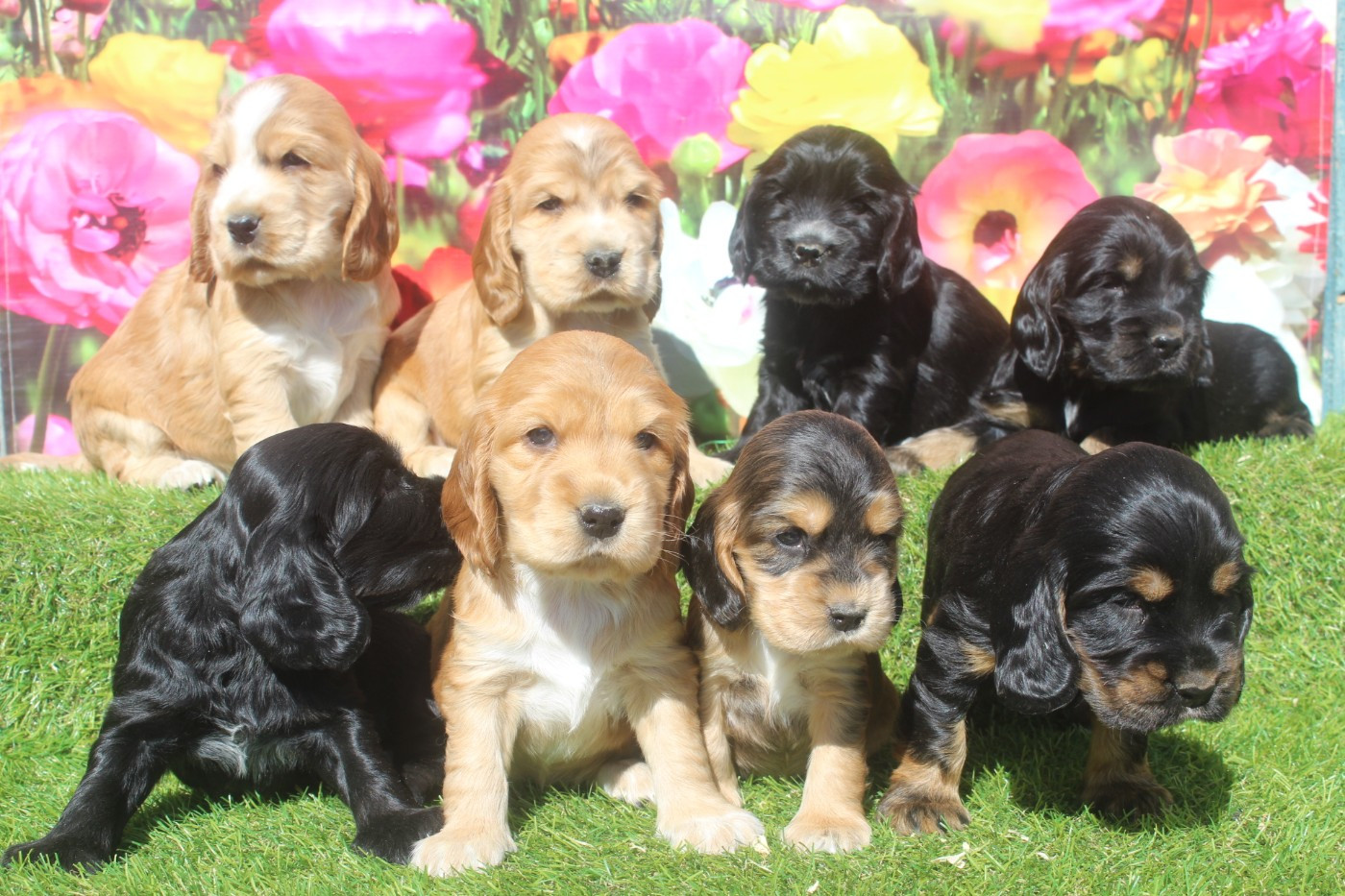 of caniland's dream - Cocker Spaniel Anglais - Portée née le 18/02/2026