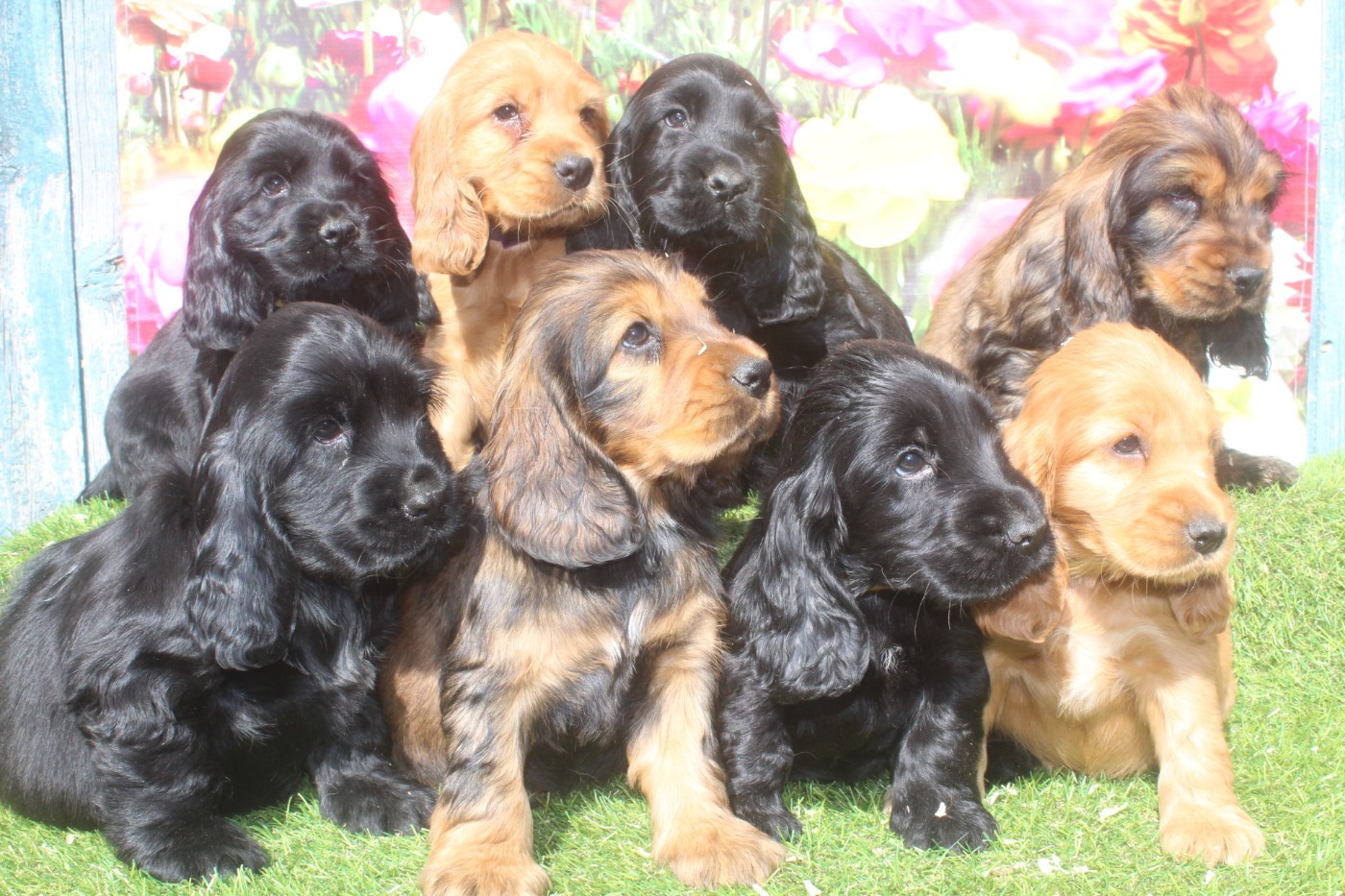 of caniland's dream - Cocker Spaniel Anglais - Portée née le 01/02/2026