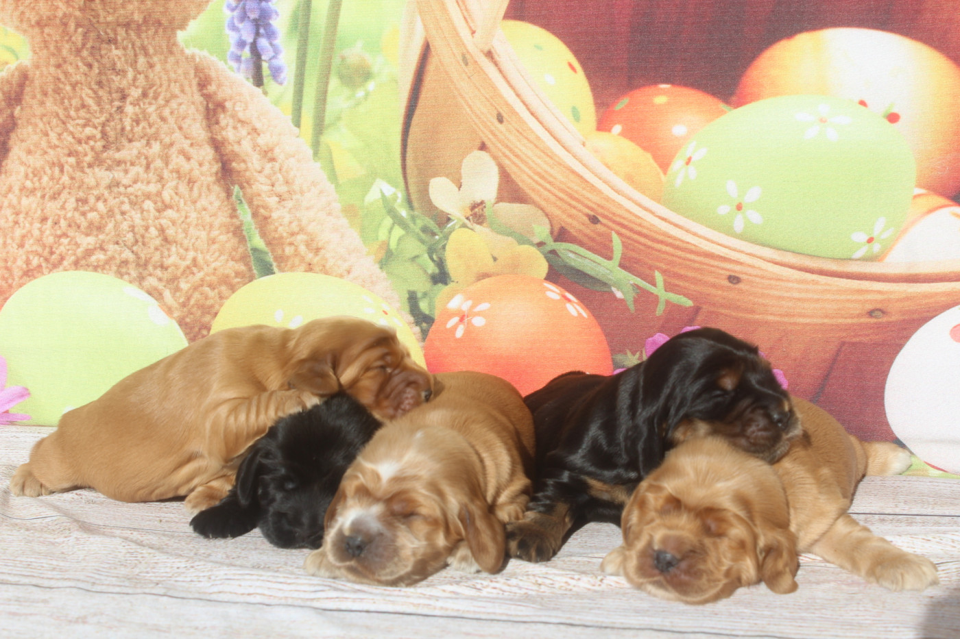 Chiot Cocker Spaniel Anglais of caniland's dream