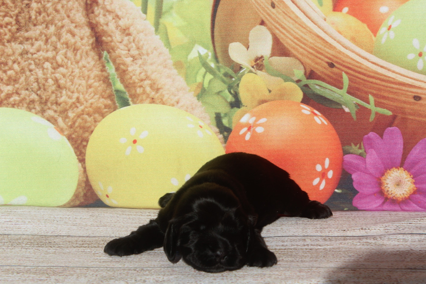 of caniland's dream - Chiots disponibles - Cocker Spaniel Anglais