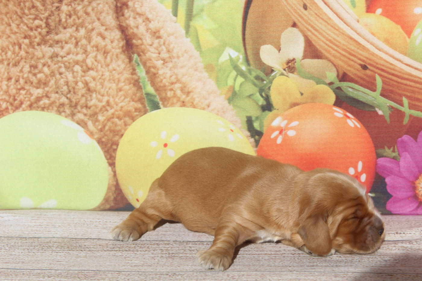 of caniland's dream - Chiots disponibles - Cocker Spaniel Anglais