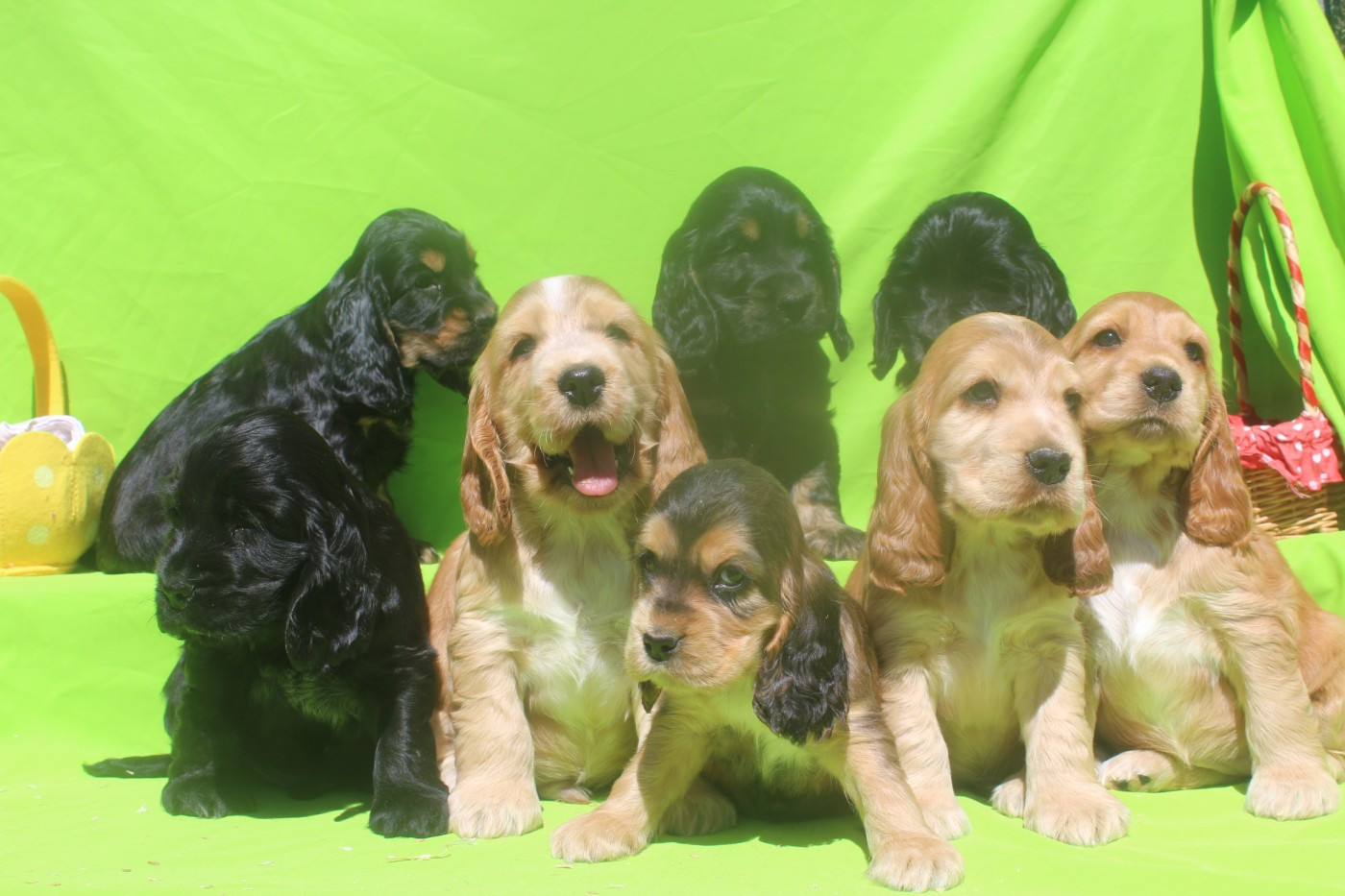 of caniland's dream - Cocker Spaniel Anglais - Portée née le 18/02/2026