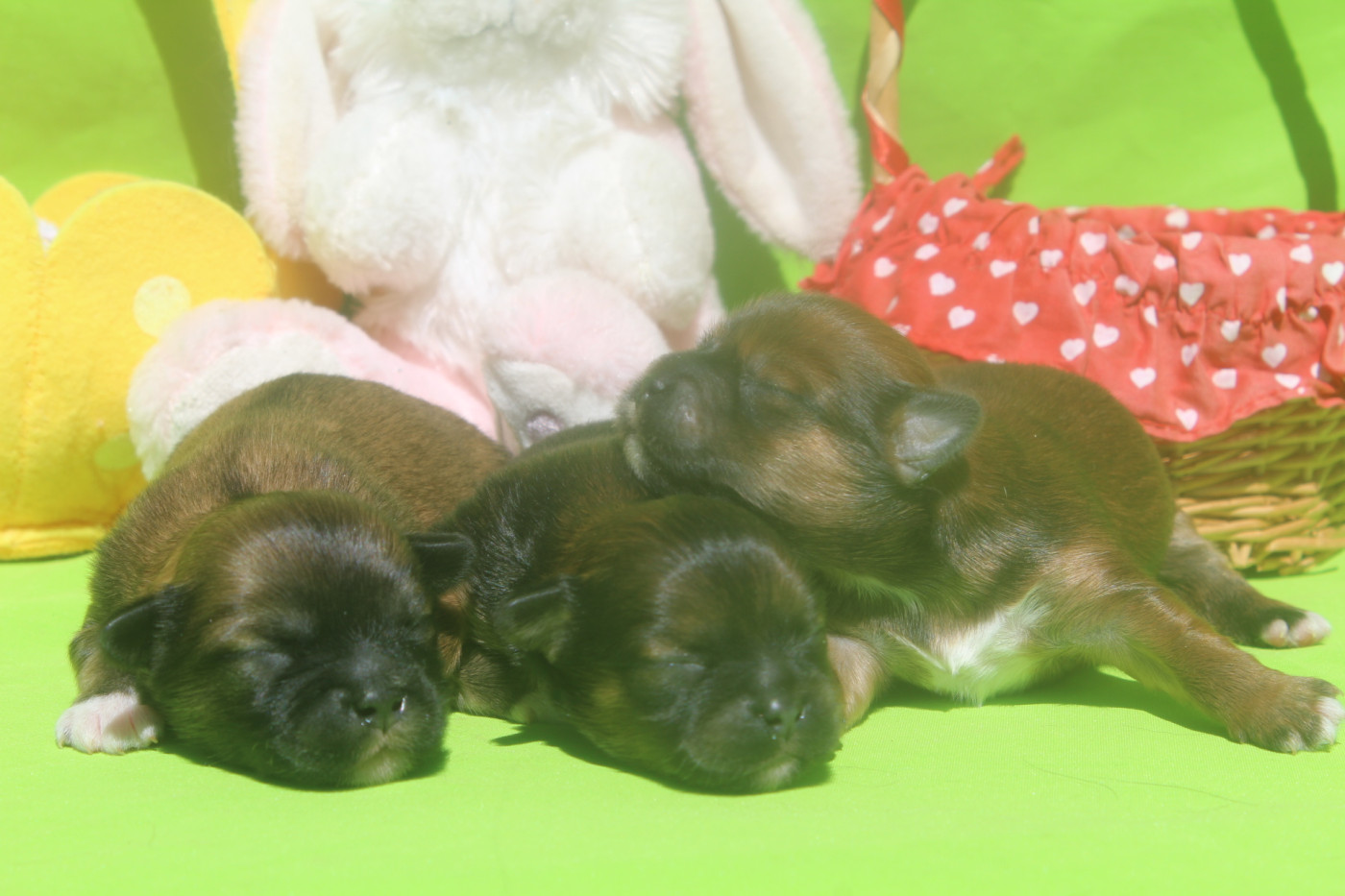 Chiot Lhassa Apso of caniland's dream