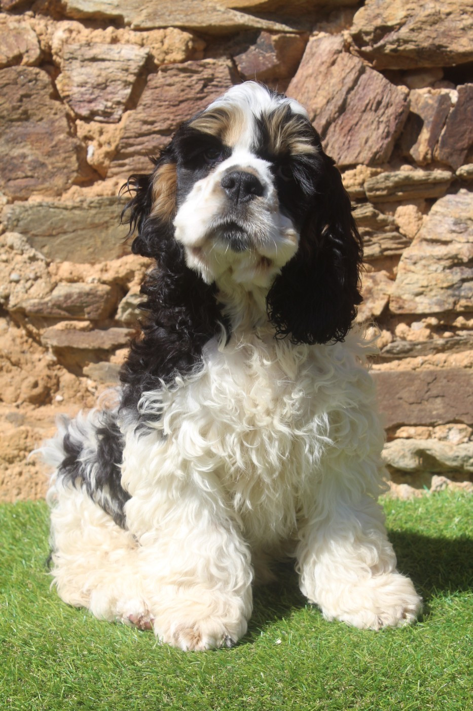 of caniland's dream - Chiots disponibles - American Cocker Spaniel