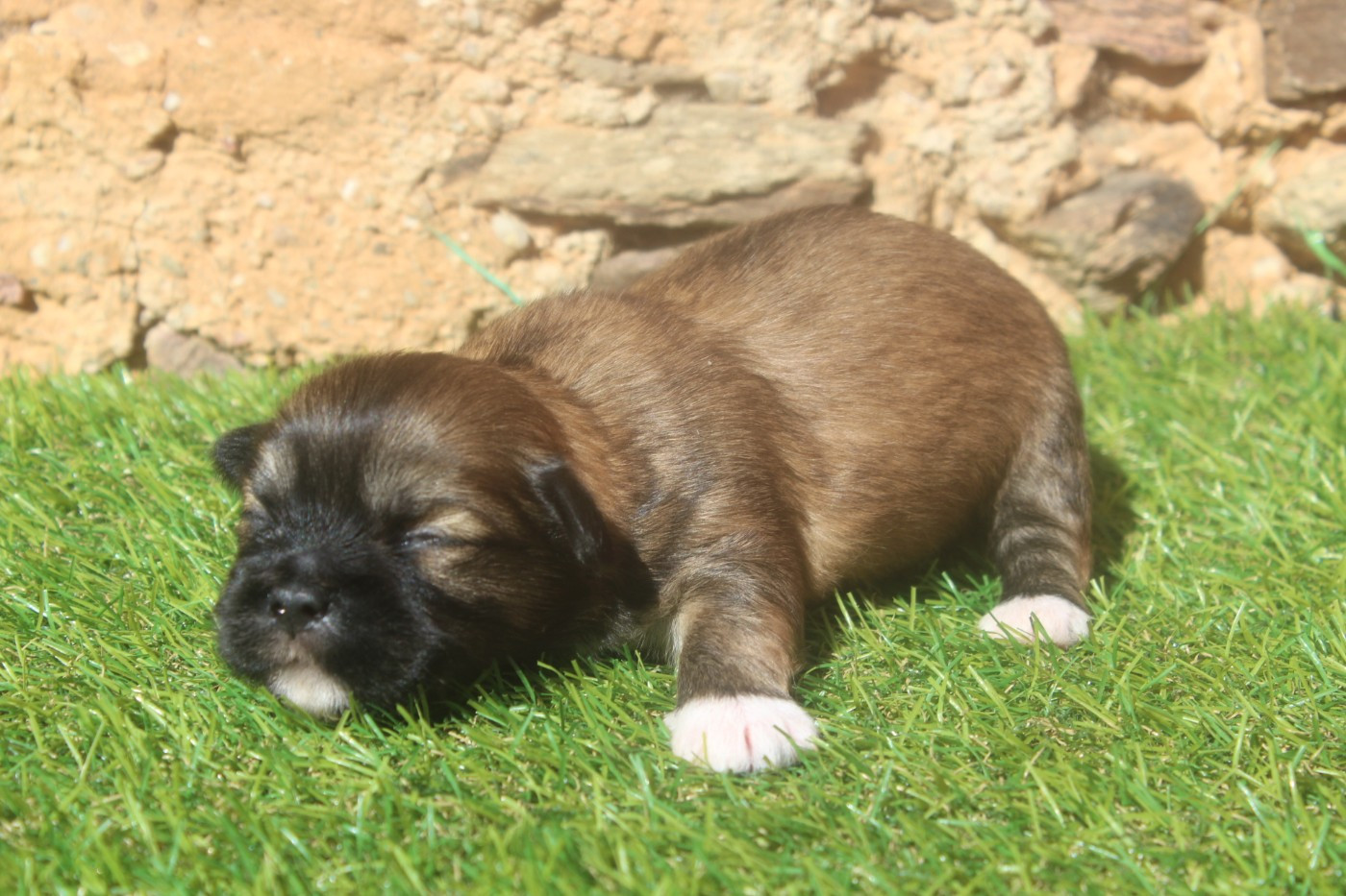 of caniland's dream - Chiots disponibles - Lhassa Apso