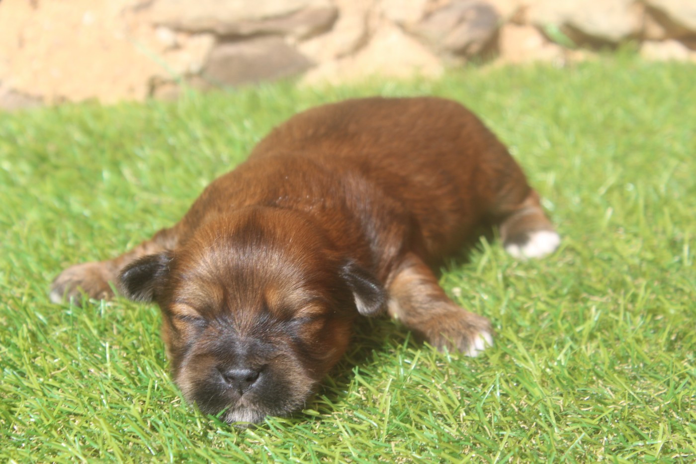 of caniland's dream - Chiots disponibles - Lhassa Apso