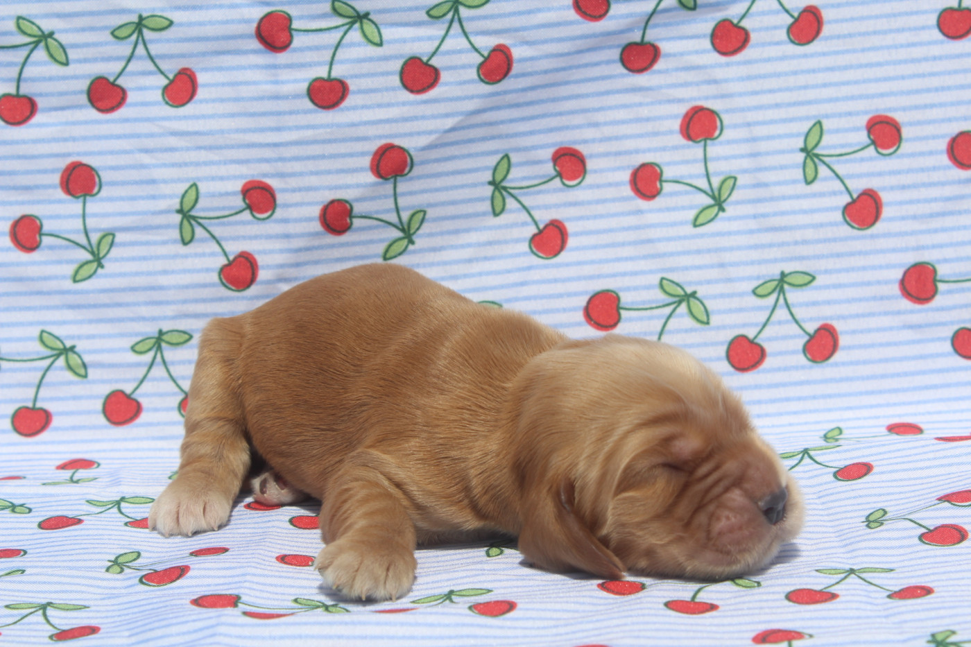 of caniland's dream - Chiots disponibles - Cocker Spaniel Anglais