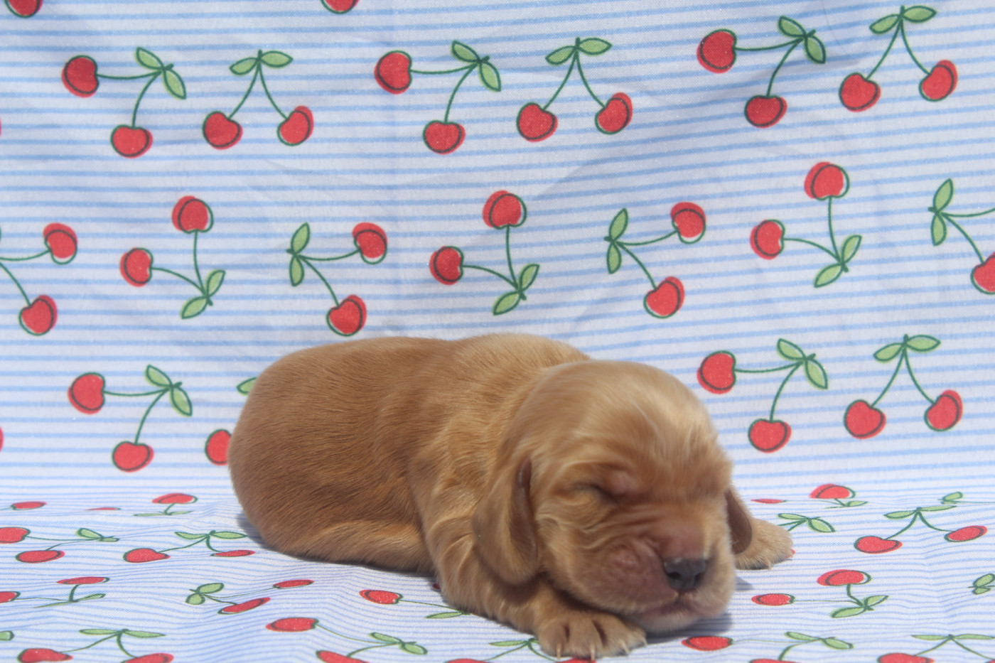 of caniland's dream - Chiots disponibles - Cocker Spaniel Anglais