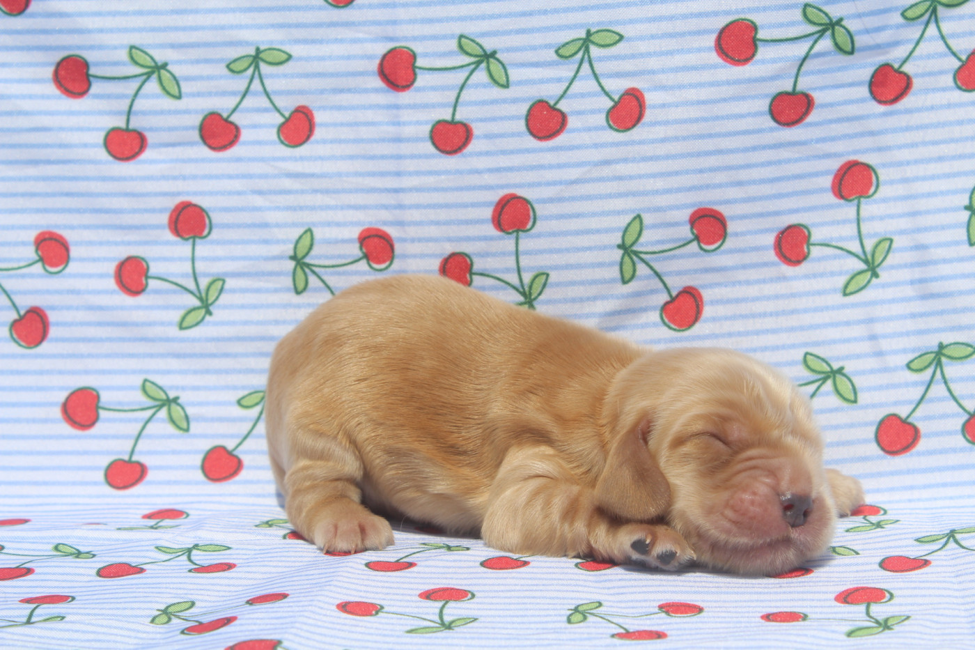 of caniland's dream - Chiots disponibles - Cocker Spaniel Anglais