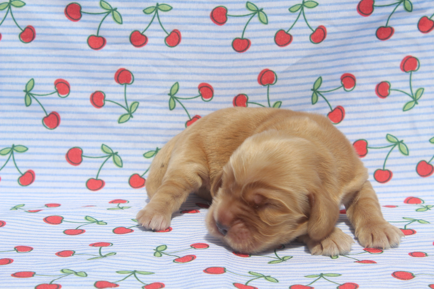 of caniland's dream - Chiots disponibles - Cocker Spaniel Anglais