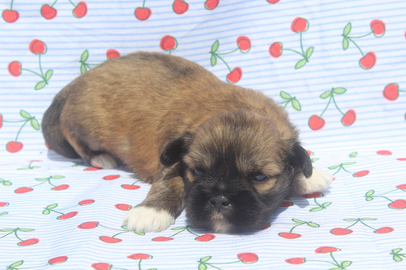 of caniland's dream - Chiots disponibles - Lhassa Apso