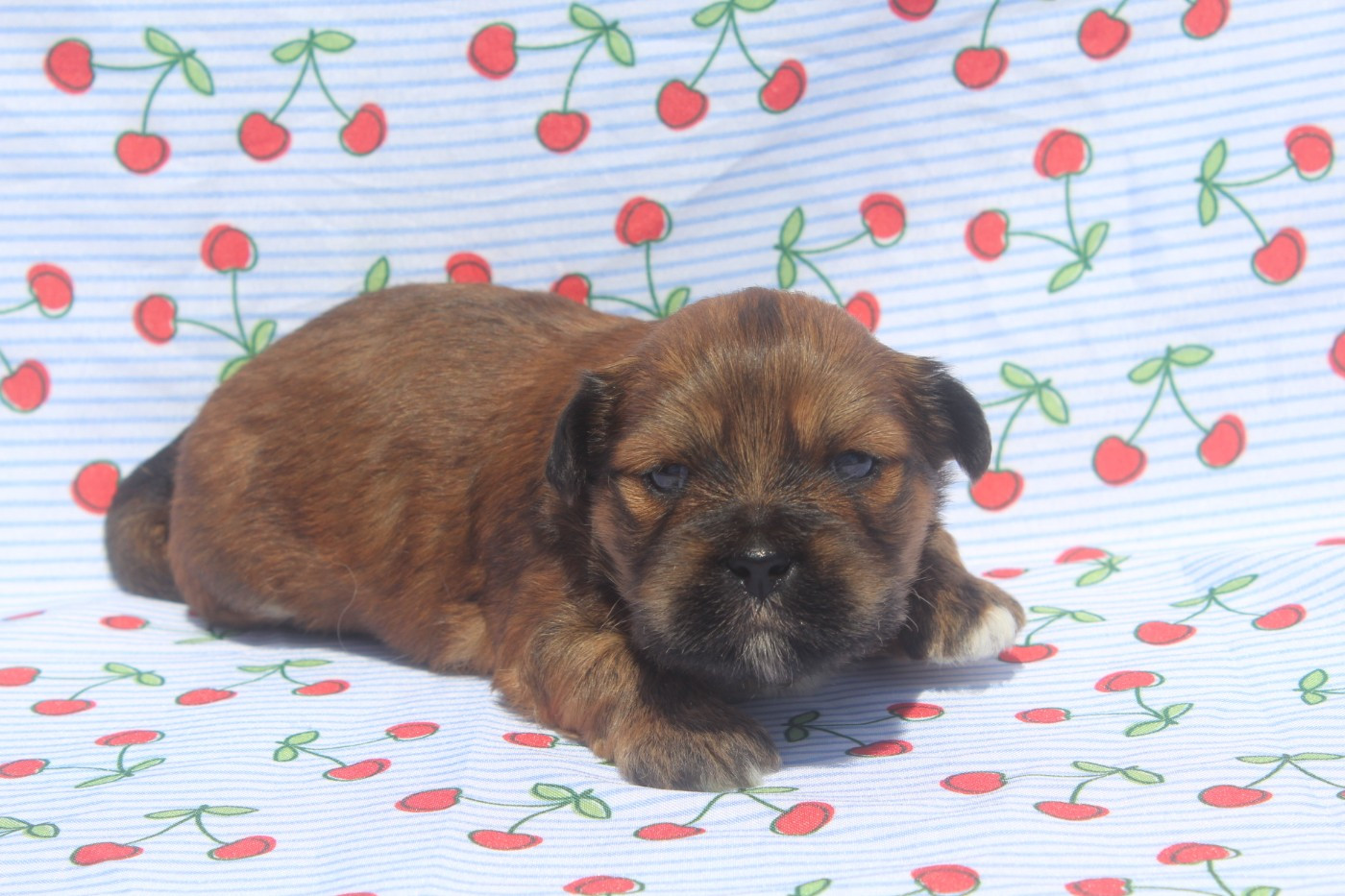 of caniland's dream - Chiots disponibles - Lhassa Apso