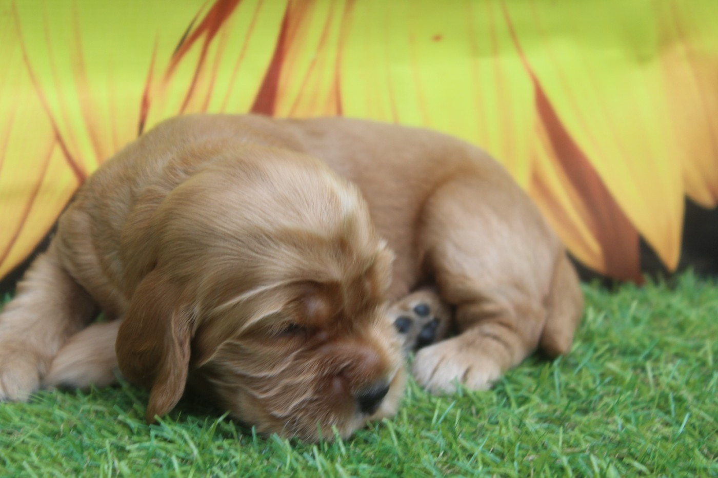 of caniland's dream - Chiots disponibles - Cocker Spaniel Anglais