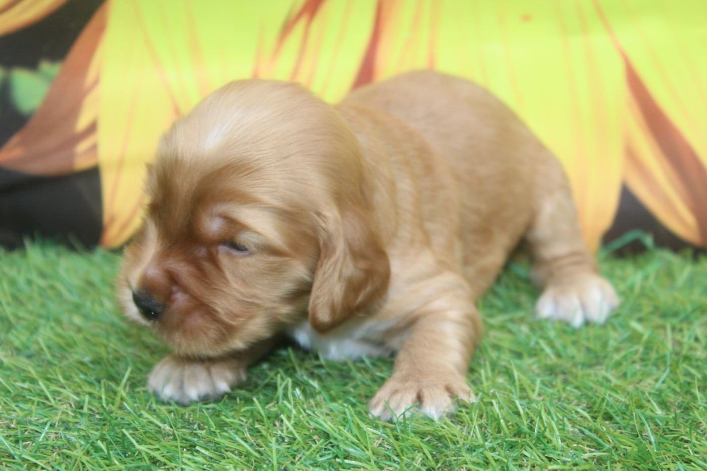 of caniland's dream - Chiots disponibles - Cocker Spaniel Anglais