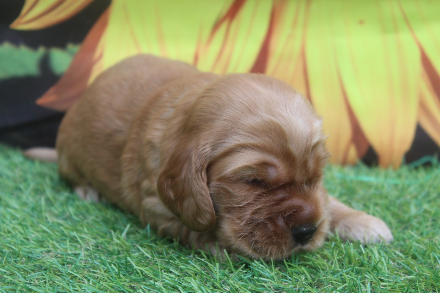 of caniland's dream - Chiots disponibles - Cocker Spaniel Anglais