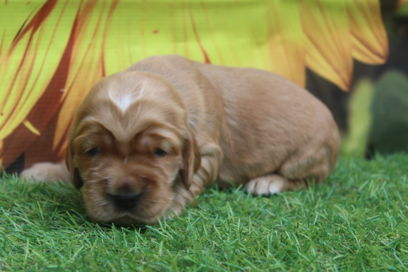 of caniland's dream - Chiots disponibles - Cocker Spaniel Anglais