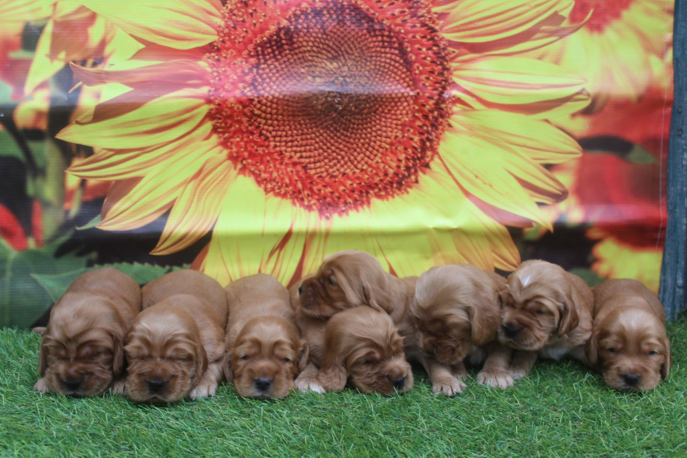 Chiot Cocker Spaniel Anglais of caniland's dream