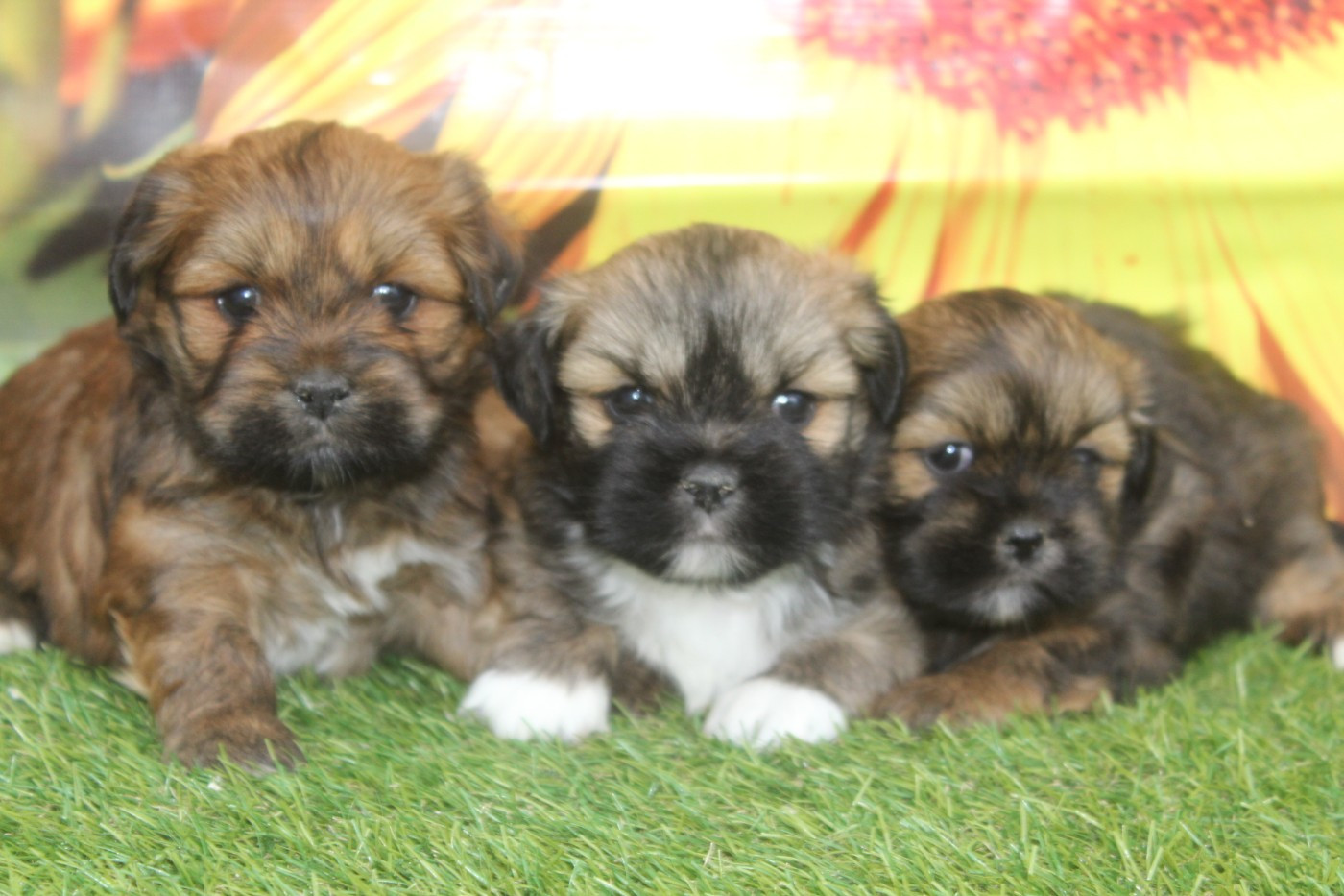 Chiot Lhassa Apso of caniland's dream
