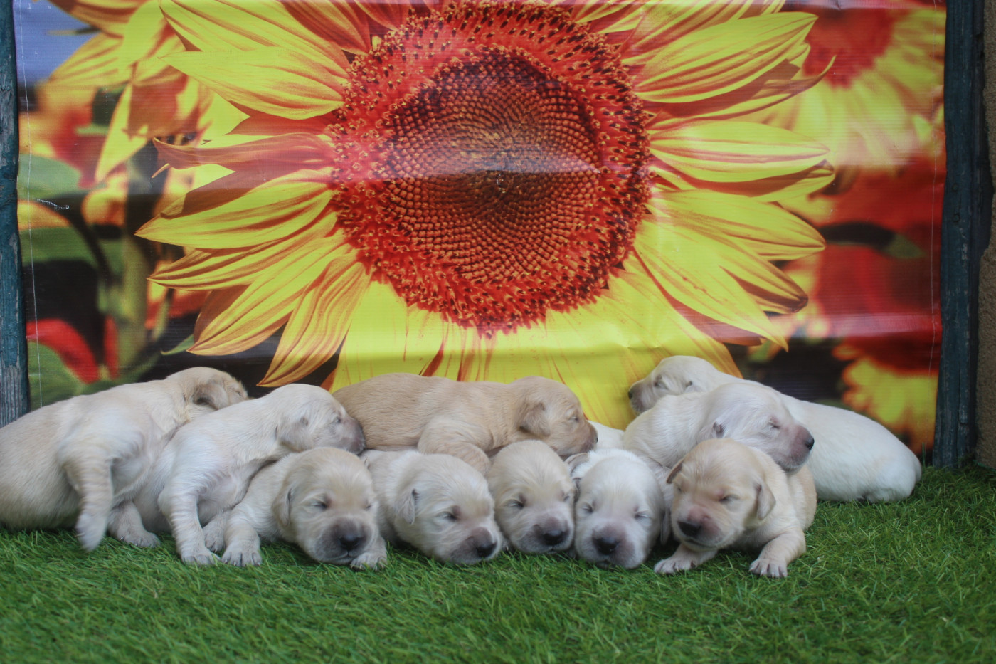 Chiot Golden Retriever of caniland's dream